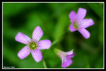 IMG_2066