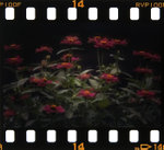 _MG_3693s