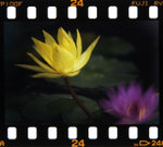 _MG_3703s