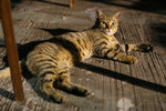 IMG_3651s