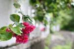 IMG_4569s