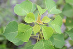 IMG_4581s