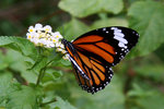 IMG_7221es
