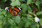 IMG_7222es