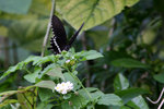 IMG_7227es