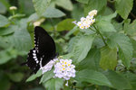 IMG_7231s