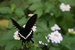 IMG_7234s