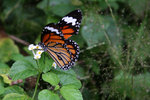 IMG_7236es