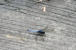 IMG_7243es