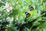 IMG_7263es