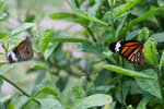 IMG_7267es