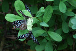 IMG_7295es