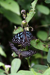 IMG_7302es