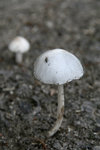 IMG_7334es