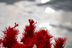 IMG_0487es