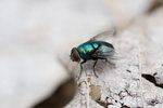 IMG_0716es