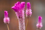 IMG_0719es
