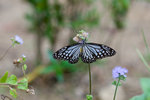 IMG_0730es