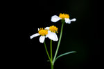 IMG_0734es