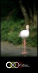 61380002
