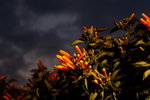 DSC00220
