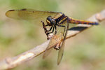rDSC_4647