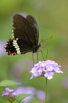 _DSC0345r