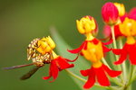 _DSC3161r