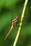rDSC_7005