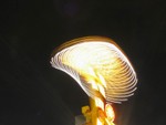 Resize of IMG_0456