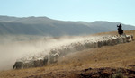 DSCF6342