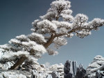 rIMG_9587