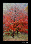 img5d1_8888