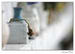 img10b_8206