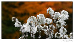 img10d_0897