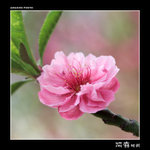 img5d2_1799
