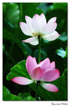img5d1_6458