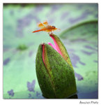 img5d1_6465