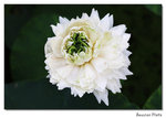 img5d1_6508