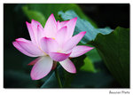 img5d1_6533