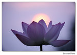 img5d1_6539