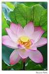 img5d1_6567