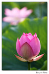 img5d1_6578