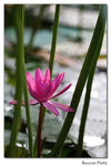img5d1_6585