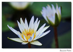 img5d1_6622