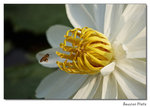 img5d1_6629