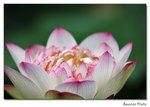 img5d1_6663