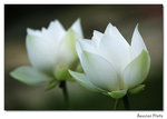 img5d1_6665