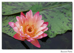 img5d1_6703