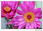 img5d1_6745